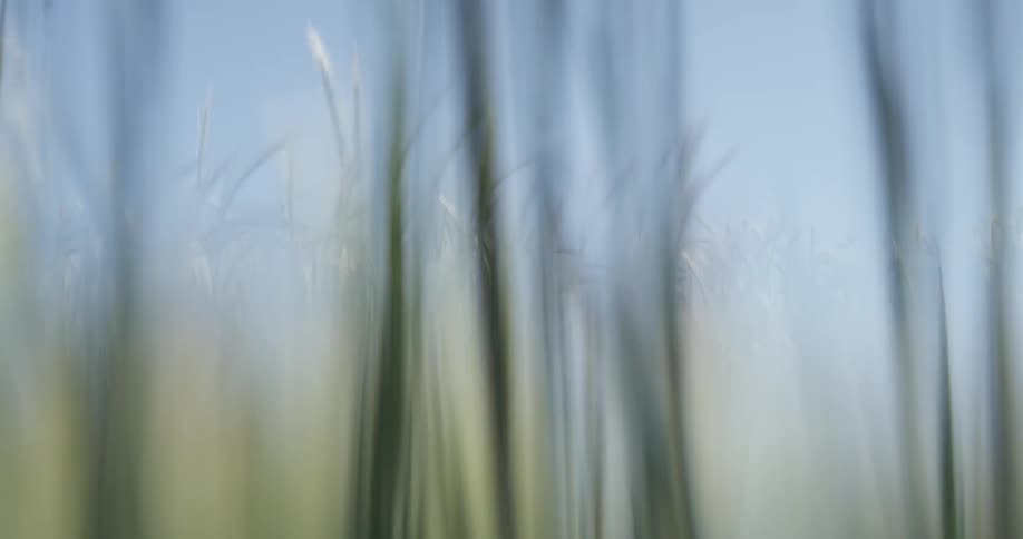 Tall grass grows in a field and goes in and out of focus