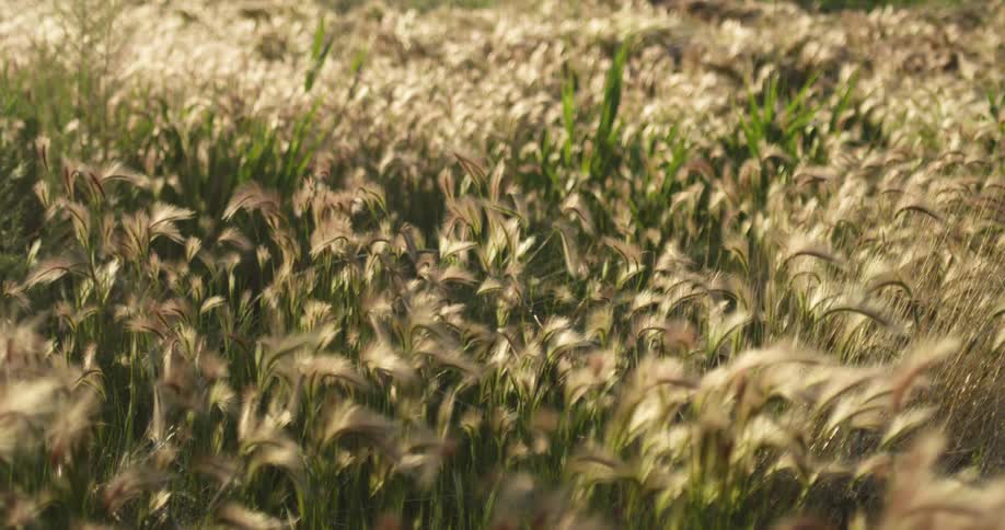 Cattails sway back and forth as the wind blows over a large grassy field