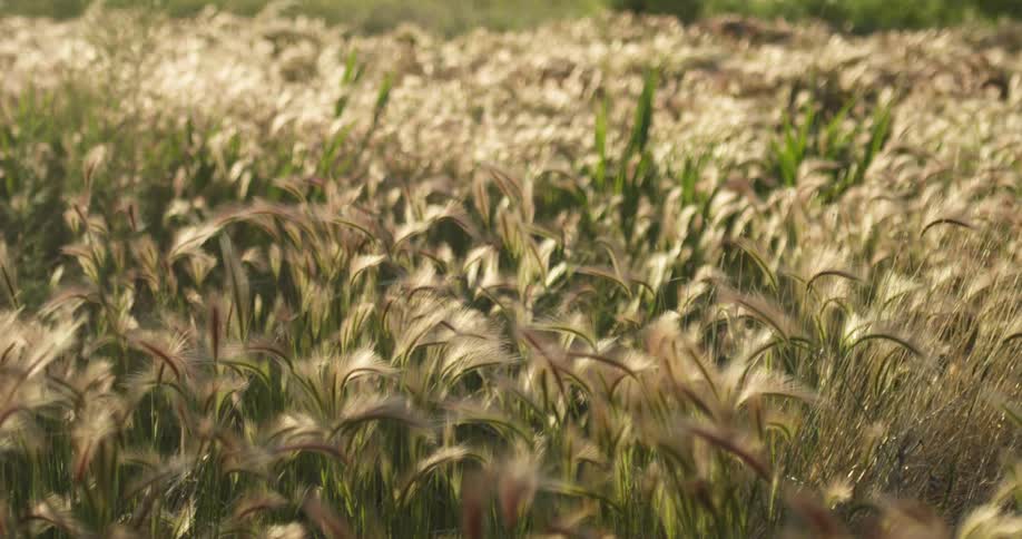 Weeds are swaying in the wind