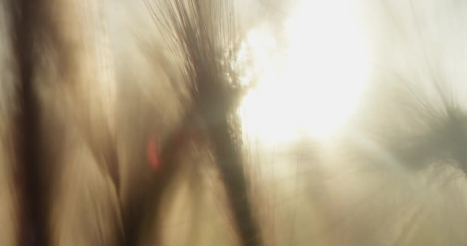 The sun shining through a plant frond