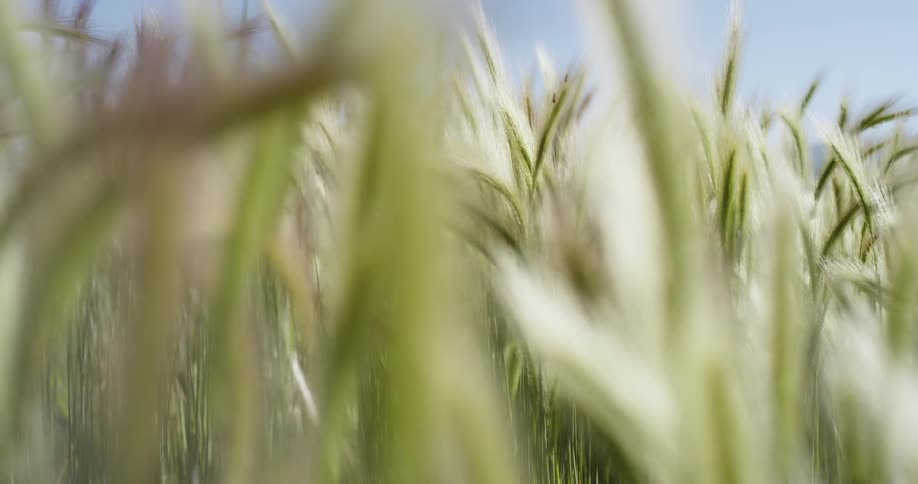 Close up blades of wheat swaying in the breeze
