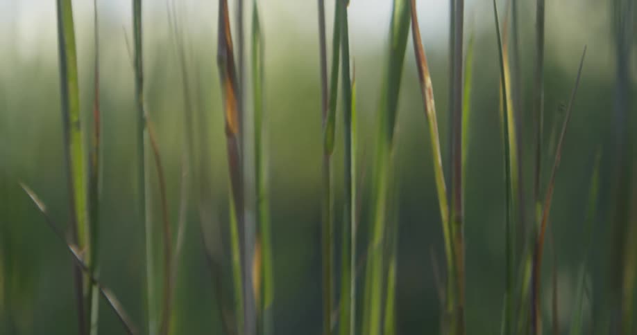 Green grass blades grow outside