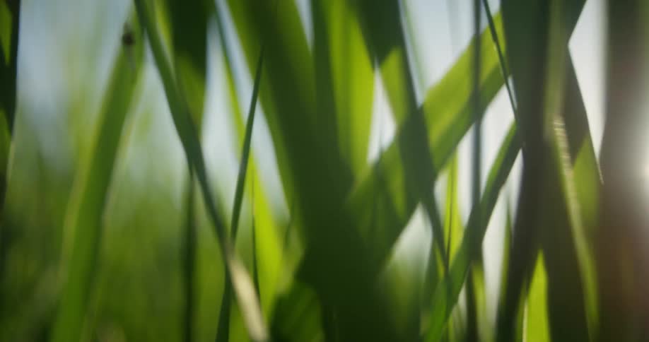 An insect stands on a blade of grass on a sunny day