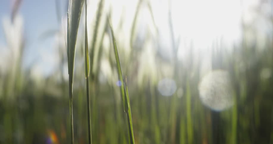 Sun shines through triticale crop in the field