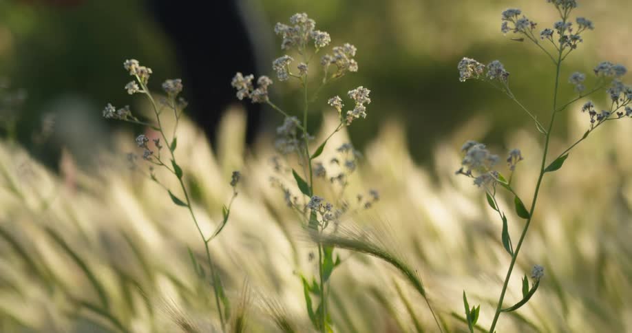 A person walks past the field with flowers