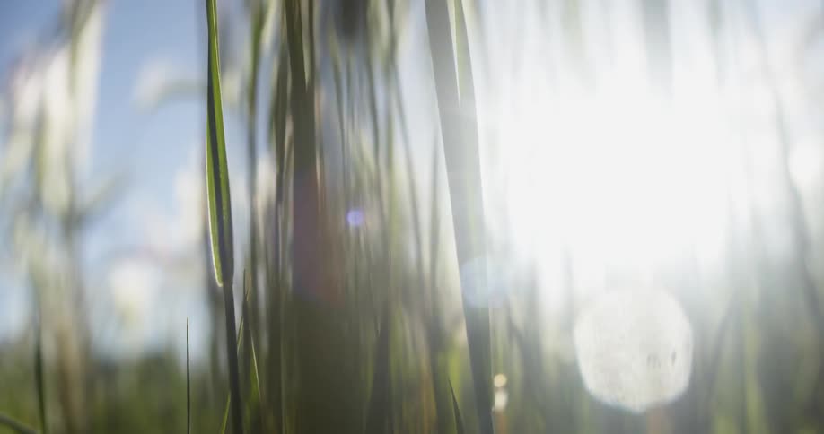 Sunlight shines through blades of grass on a summer day