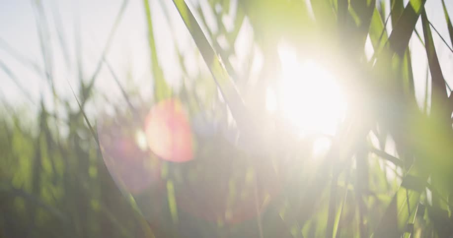 Insects on blades of grass on a sunny day