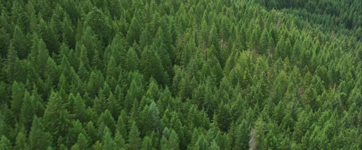 An aerial view of pine trees growing in a forest