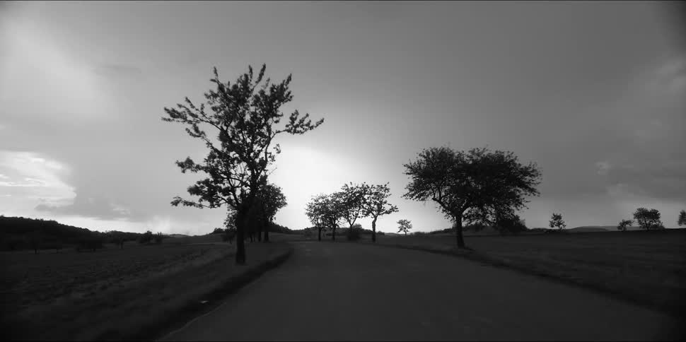 Trees line a road under a cloudy sky