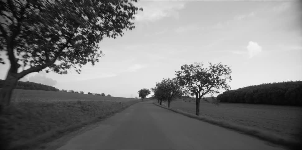 Tall trees are sparsely planted along a narrow rural road