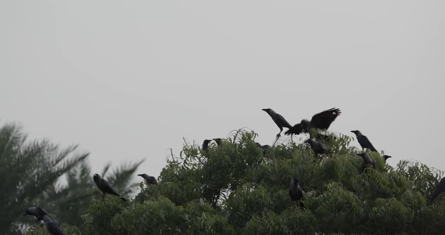Black birds resting in tree branches on a cloudy, windy day