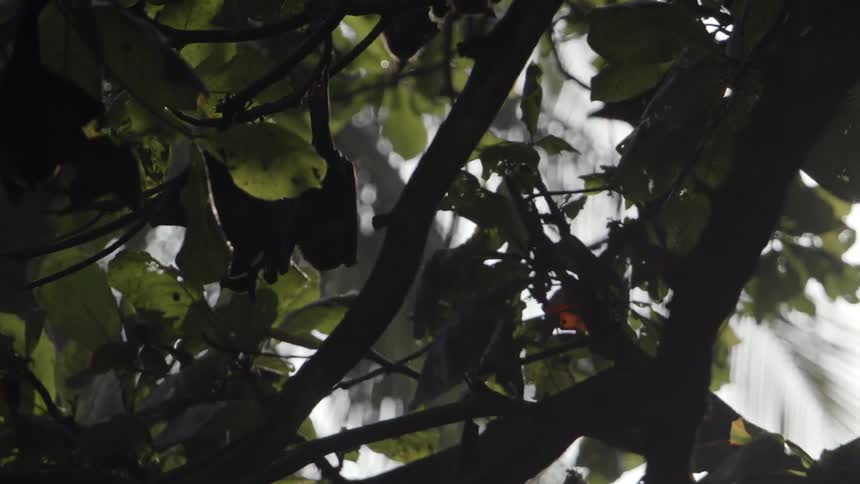 Leaves moving in the wind