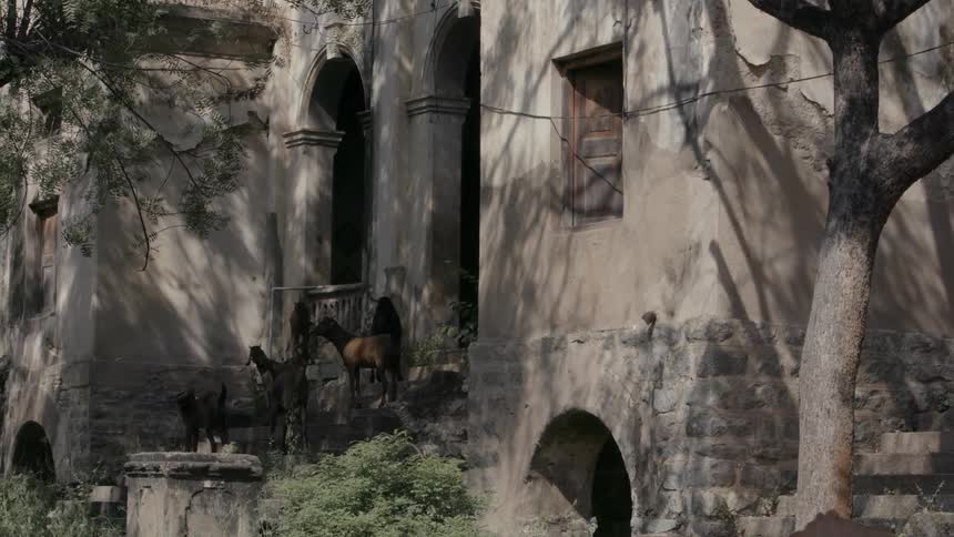 Goats standing on the stairs of an old building