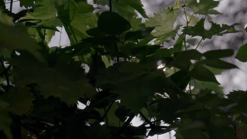 Leaves blowing in the breeze as sunlight peaks between the branches