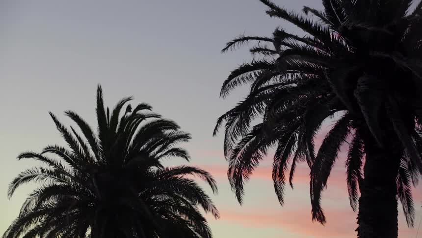 Branches of palm trees sway in the wind at sunset