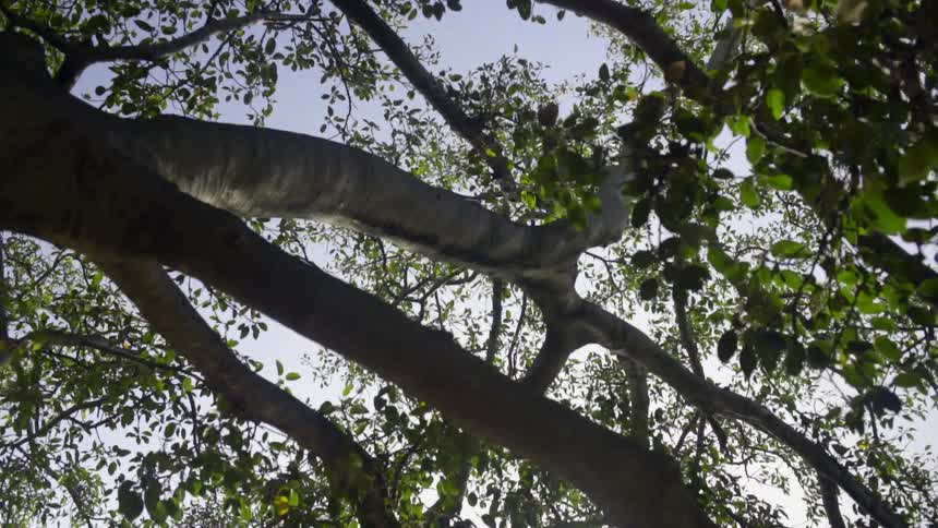 Sunlight filtering through leaves and branches