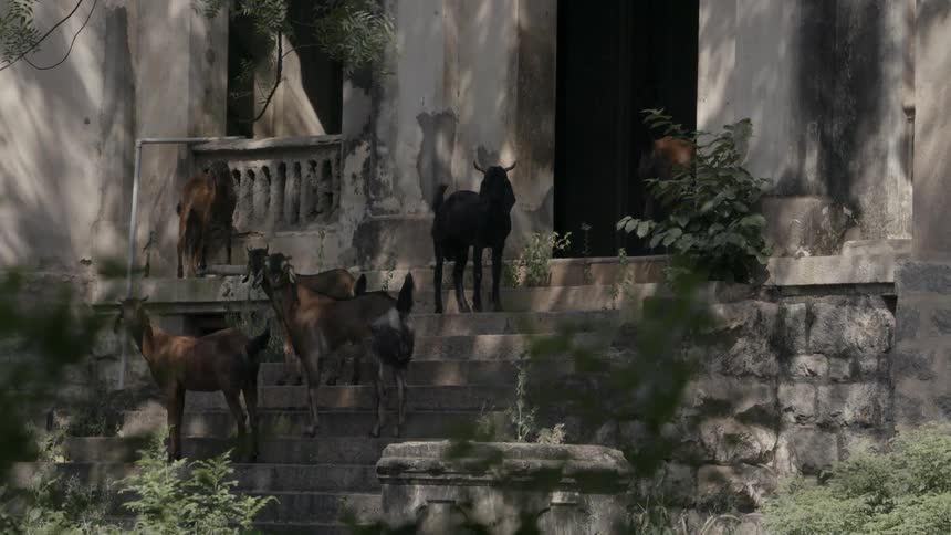 Goats stand silently on the front steps of an old stone house