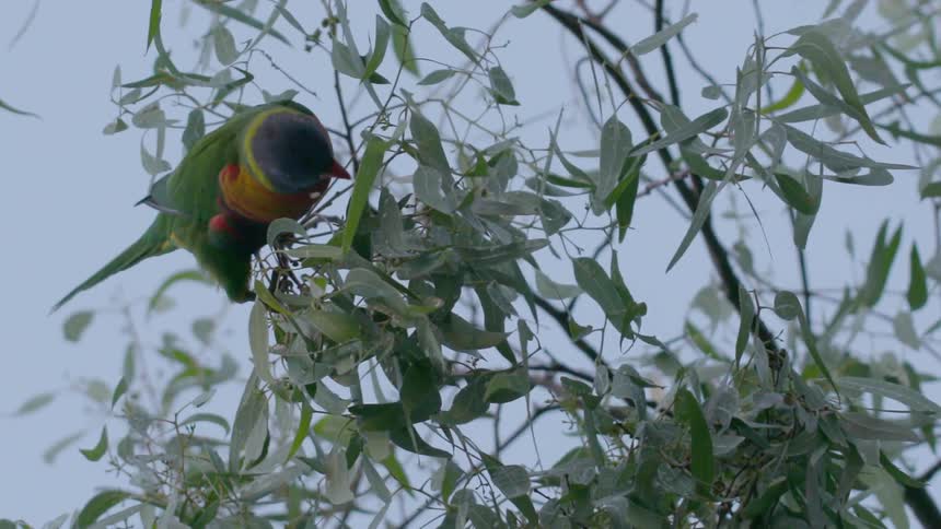 A parrot clinging to a branch while nipping at leaves