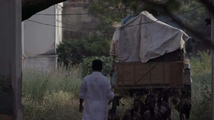 A man herding goats towards a truck that has a tarp covering stacked items in the bed
