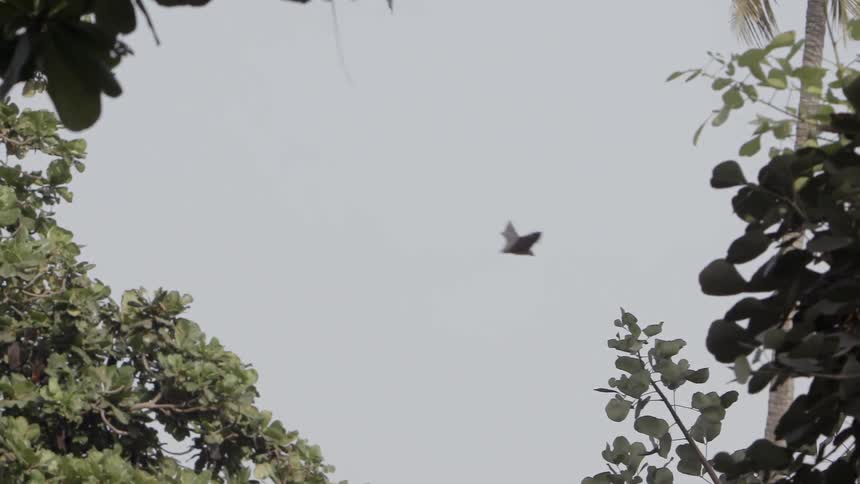 Large bats flying over trees on a cloudy day