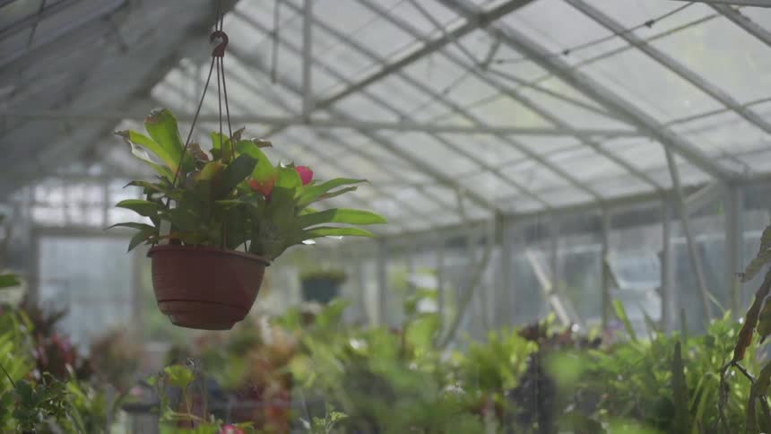 View of a flowering plant hanging above other plants in a large greenhouse
