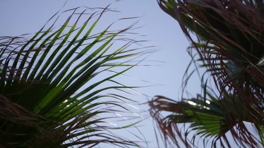 Breeze blowing through palm tree fronds on a sunny day