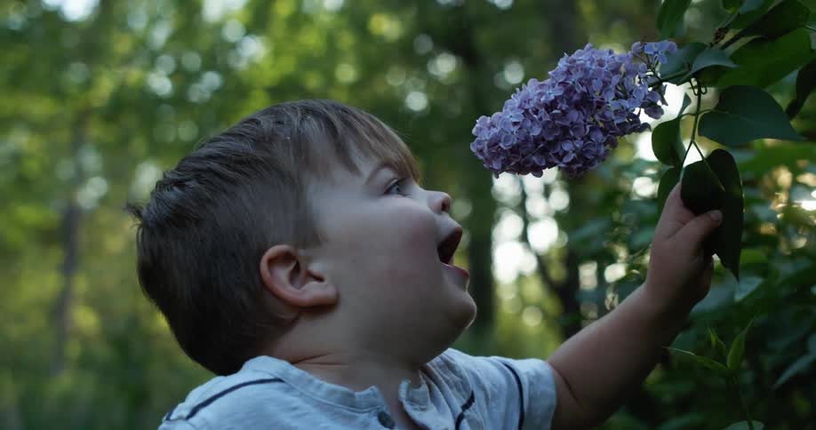 Young boy pulls down a branch of a lilac bush
