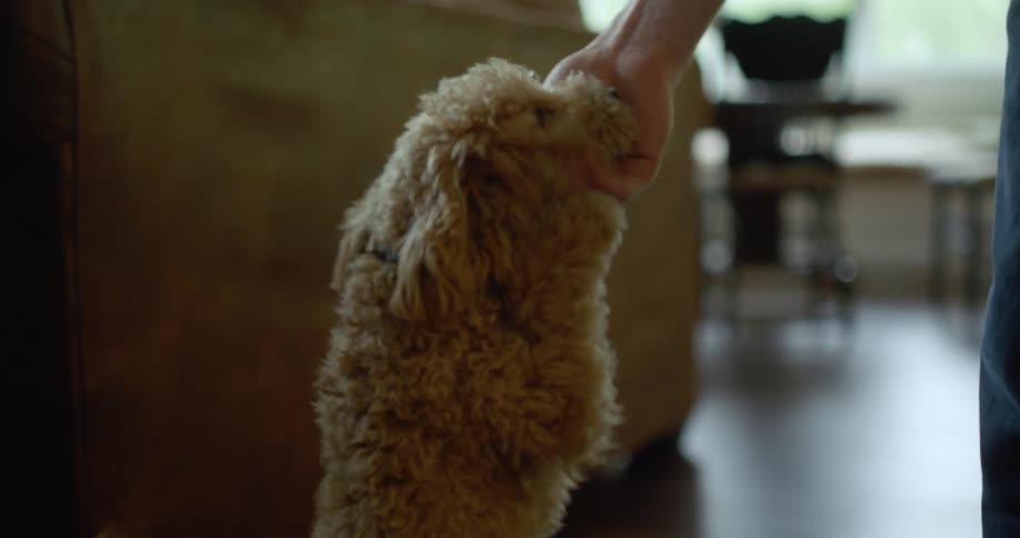 Two people playing with a puppy