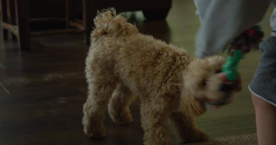 A young boy holding one end of a dog toy while a small dog pulls at the other