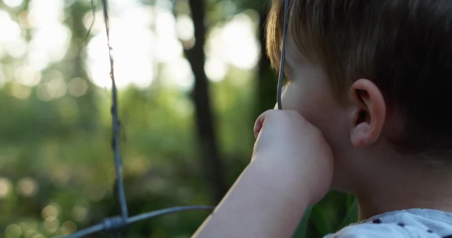 A boy looks through a crude fence at something