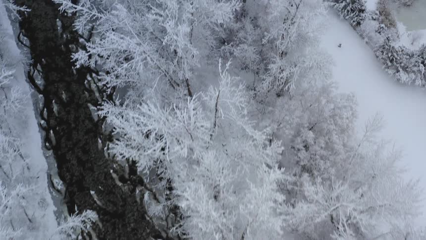 A forest covered in white snow