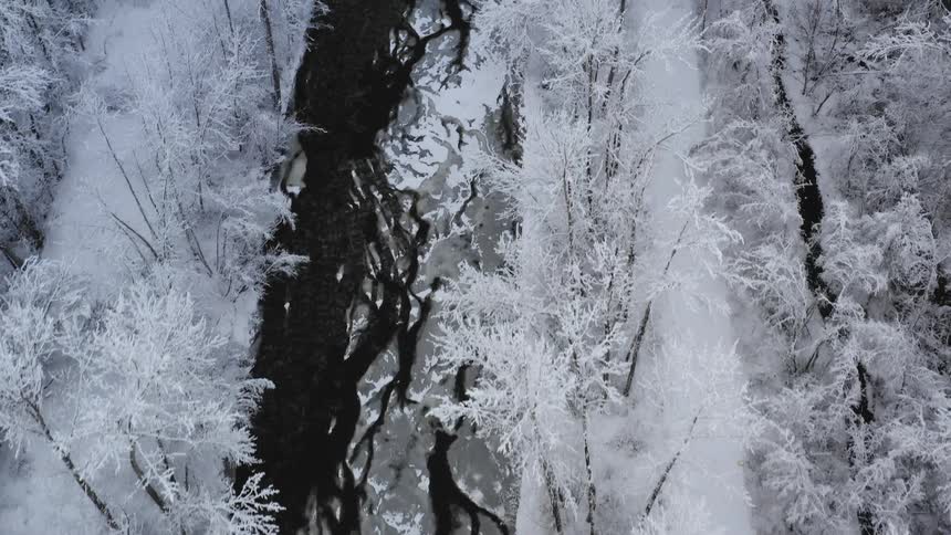 Birds eye view of snow covered forest
