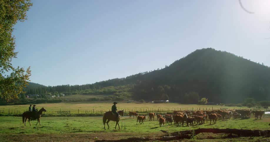 Men on horses drive a herd of cattle towards water