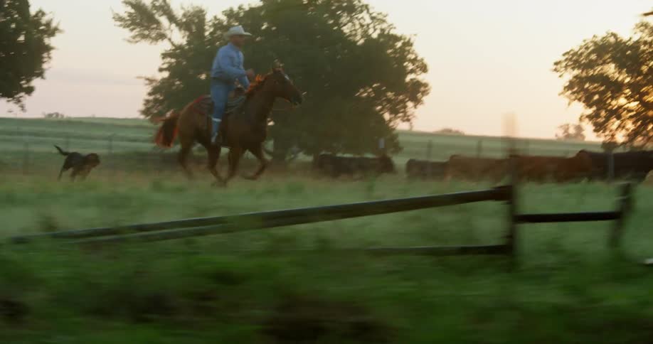 A man rides a horse through the field with a dog chasing after them