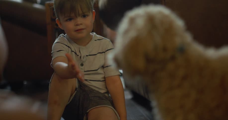 Parent and a child play with a small dog