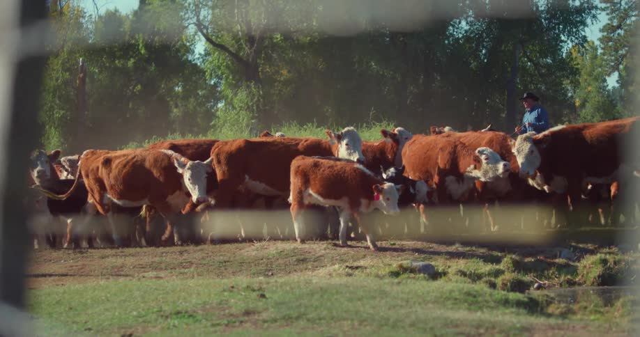 A man watches over a herd of cattle