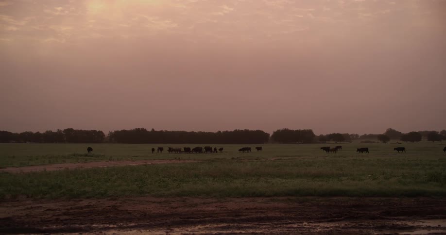 Cattle herd grazes in pasture with trees on the horizon
