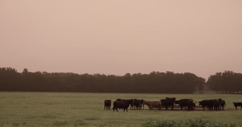 A cow runs toward the herd