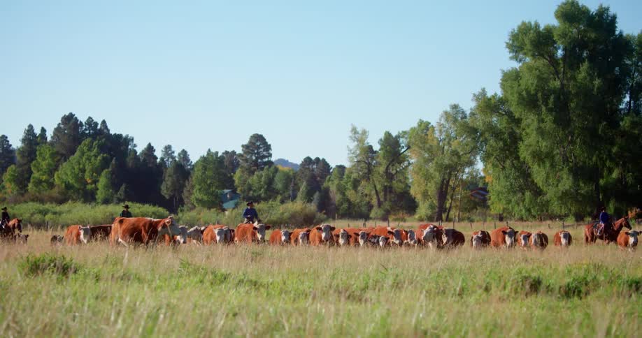 People are herding cattle on a ranch