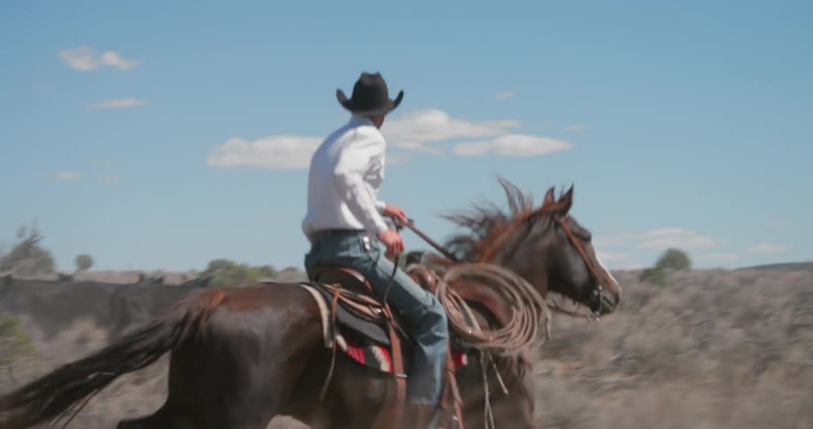 A rancher rides a horse through a field of cattle
