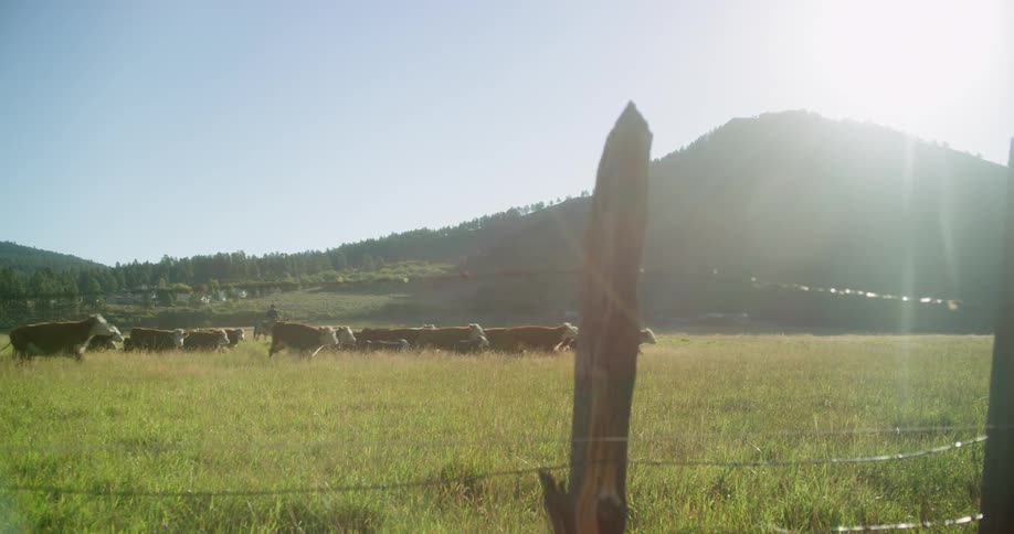 A cowboy herds cattle on a ranch on a sunny day