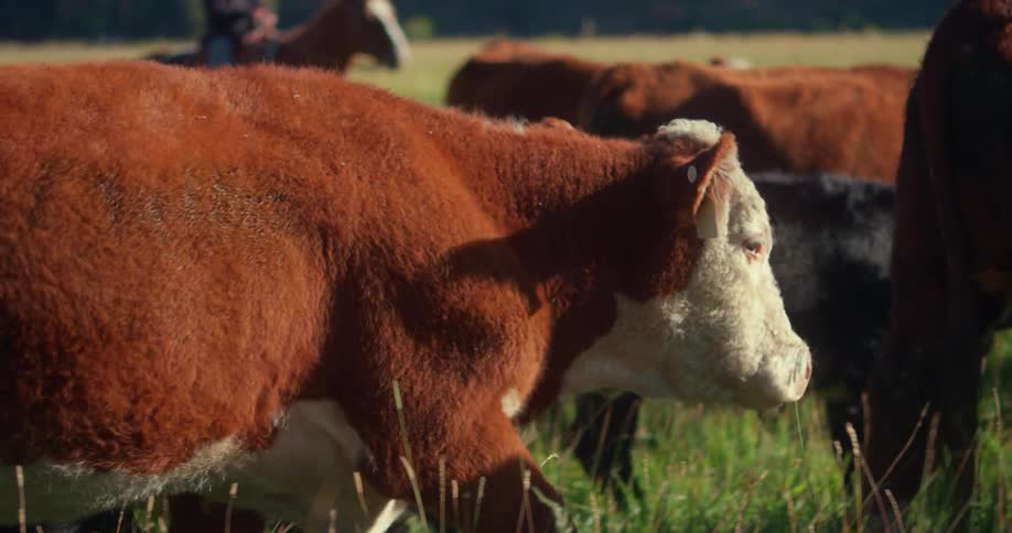 Cattle walk through a field