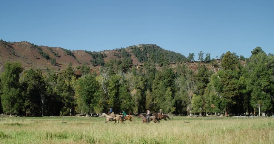 A group of people riding horses through a field as dogs run alongside