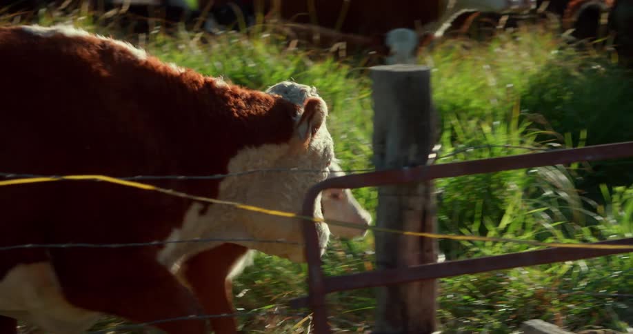 A herd of cattle walk on the grass at the country farm