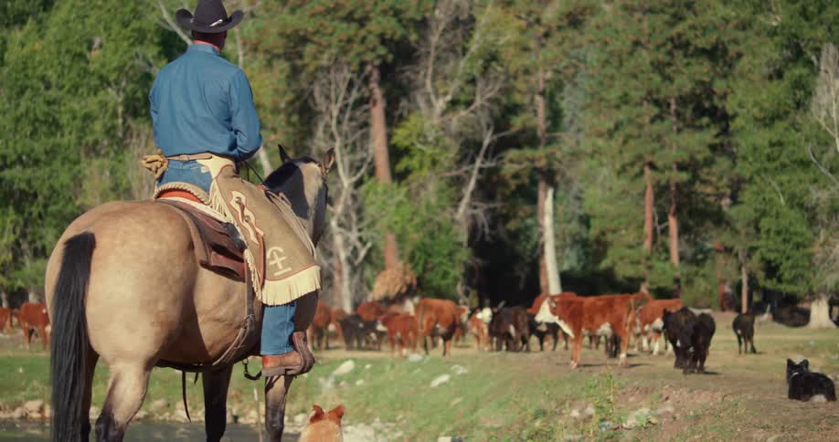A man sits on a horse and watches a herd of cattle