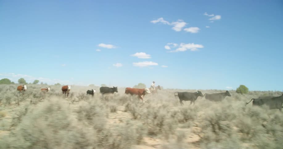A man on horseback leads cattle through a field