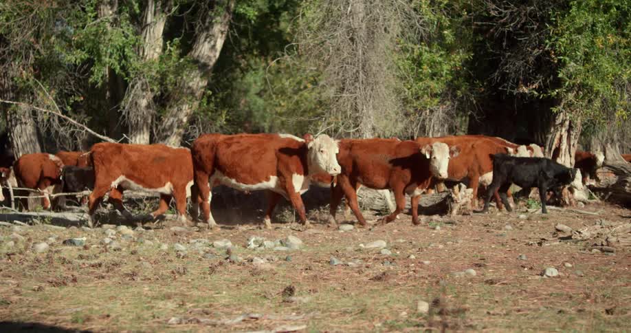 A herd of cows walking across a hard plain