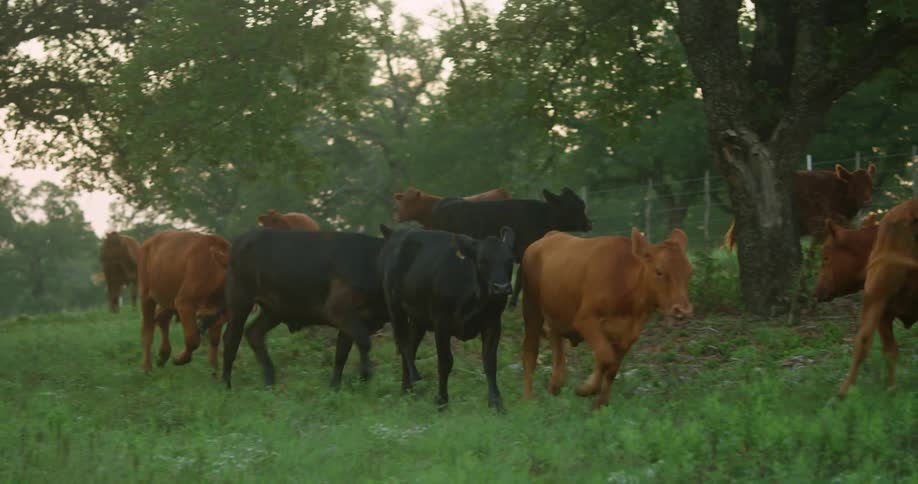 A heard of cattle run together through a pasture