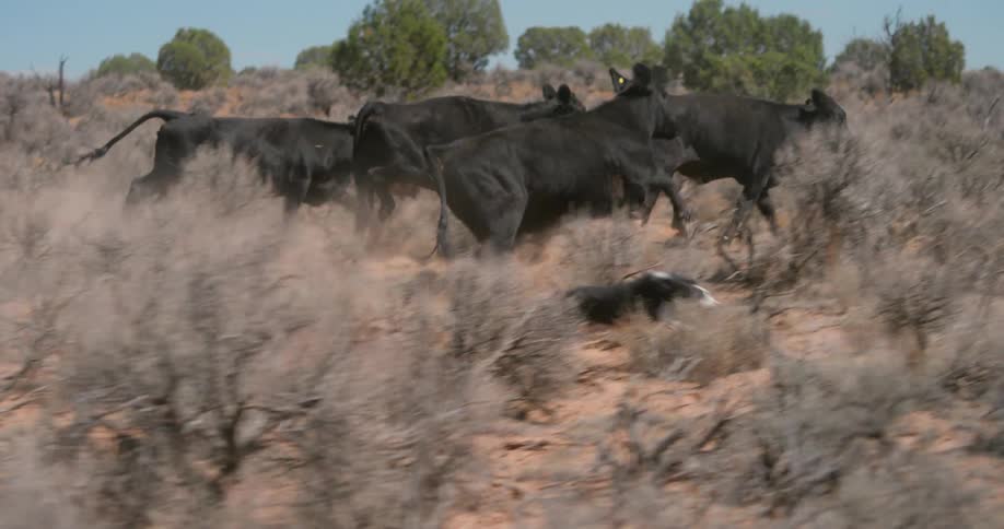 A small group of brown cows runs through a dry shrub filled area while being herded by a fast dog