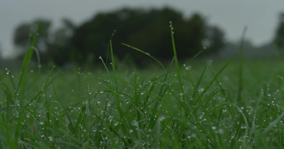 Dew on tall blades of grass